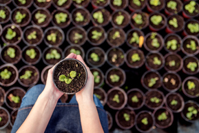 Hands holding small plant