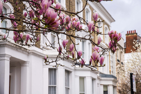 townhouses and a spring blossom tree