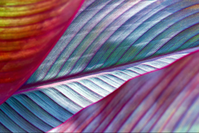 colourful leaf