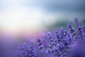 lavender field