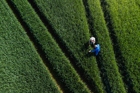 People in a field