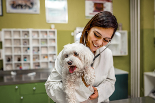 Veterinary Legal Services