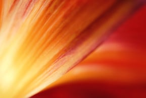 orange flower petal