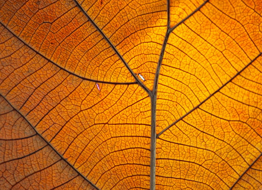 autumn-leaf-close-up-themed-tile